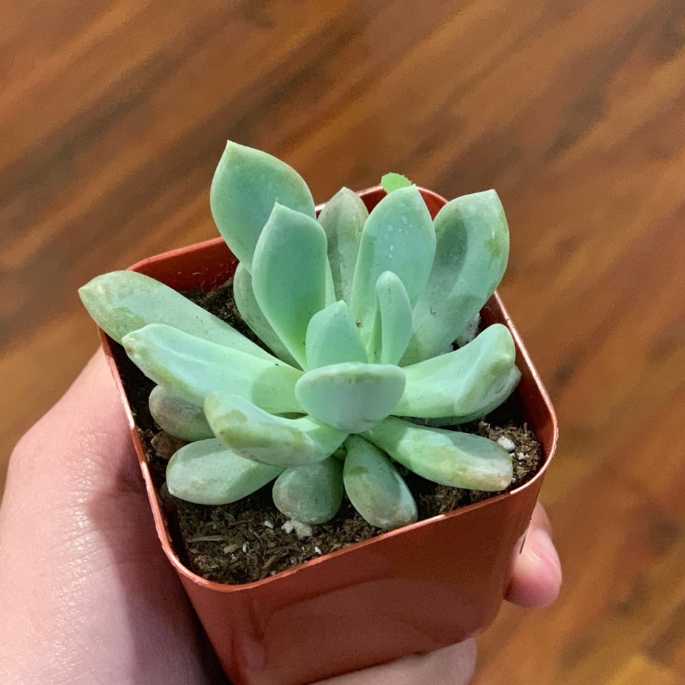 Meet your Posher, April rose